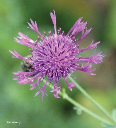 Centaurea scabiosa
