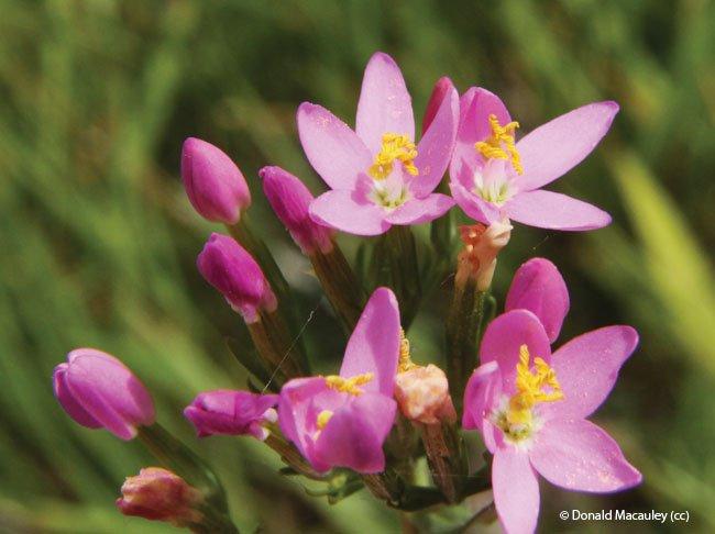 Centaurium erythraea