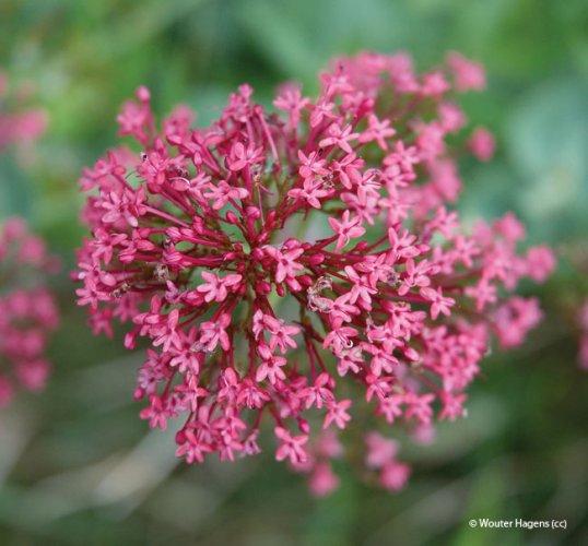 Centranthus ruber