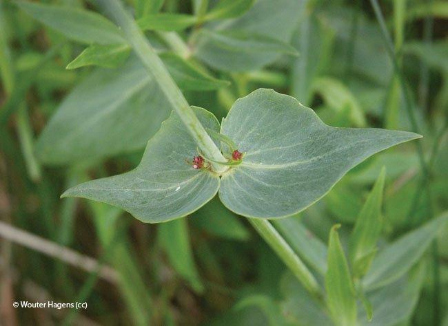 Centranthus ruber