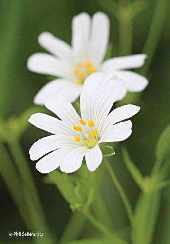 Cerastium tomentosum