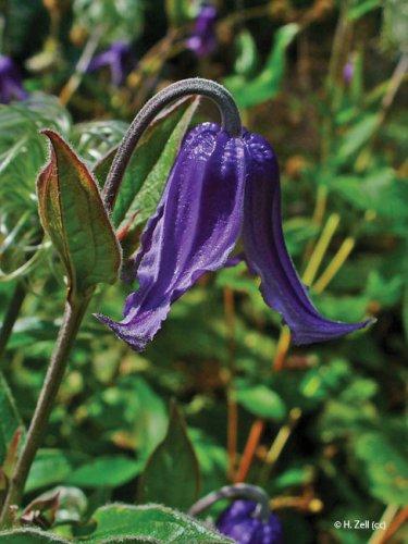 Clematis integrifolia