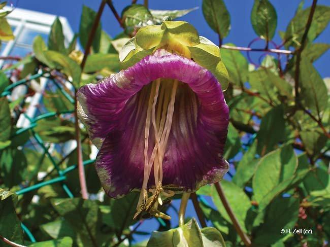 Cobaea scandens