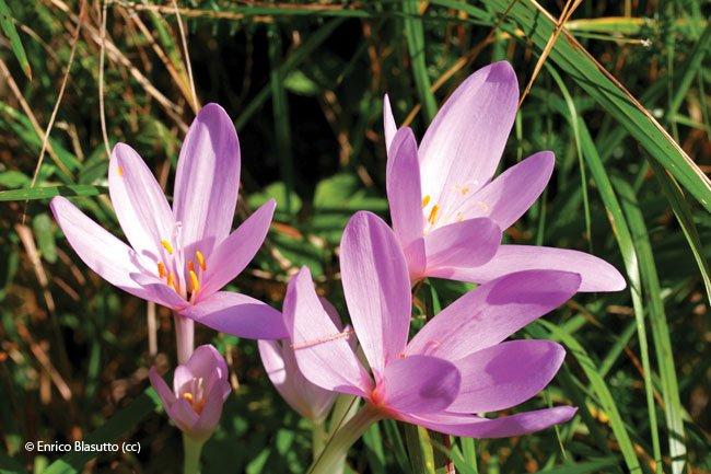 Colchium autumnale