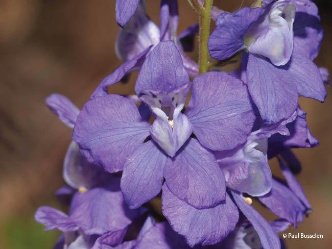 Consolida ajacis, Delphinium ajacis