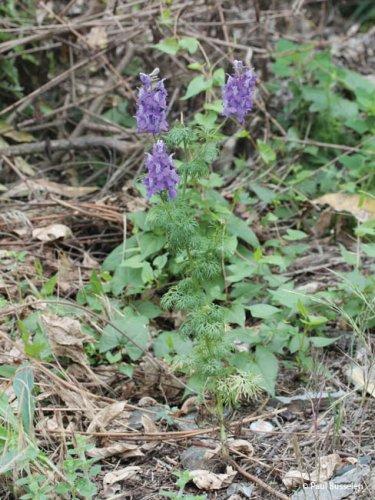 Consolida ajacis, Delphinium ajacis