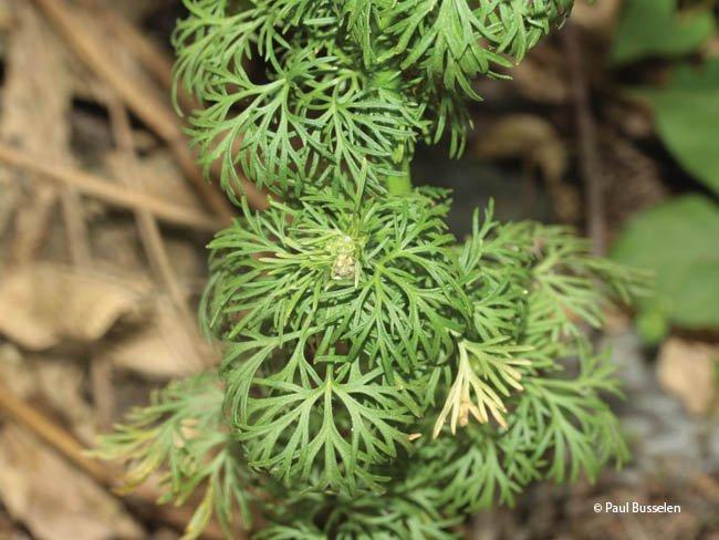 Consolida ajacis, Delphinium ajacis
