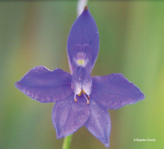 Consolida regalis, Delphinium consolida