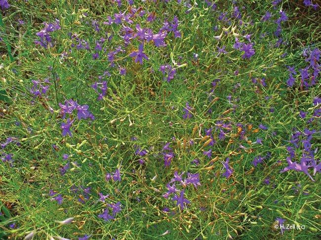 Consolida regalis, Delphinium consolida