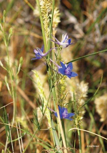 Consolida regalis, Delphinium consolida