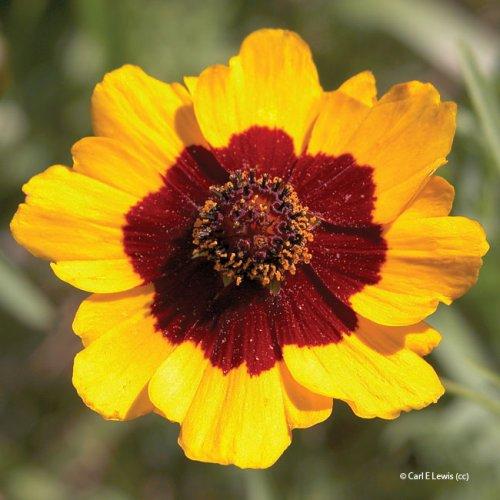 Coreopsis grandiflora