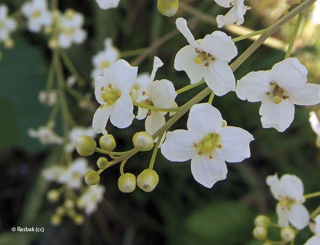 Crambe cordifolia