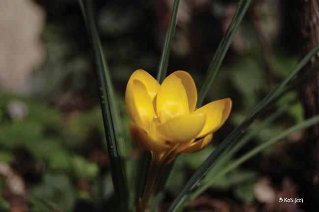 Crocus chrysanthus