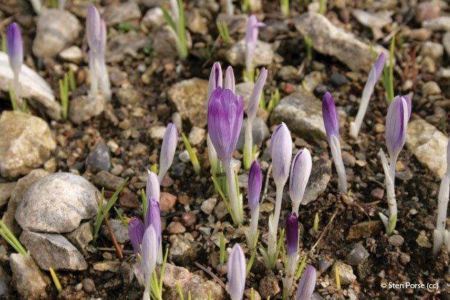 Crocus tommasinianus