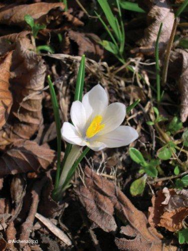 crocus vernus