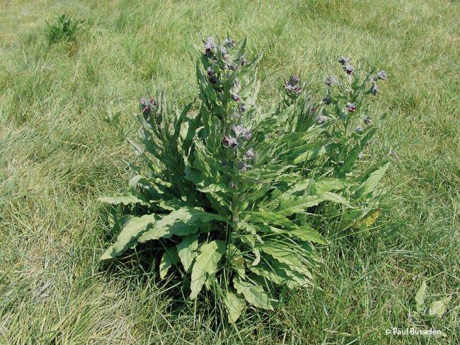 Cynoglossum officinale
