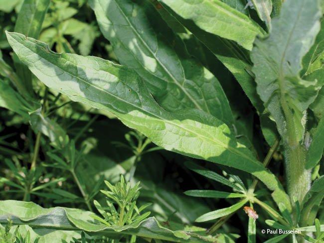 Cynoglossum officinale