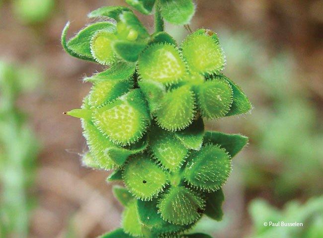 Cynoglossum officinale
