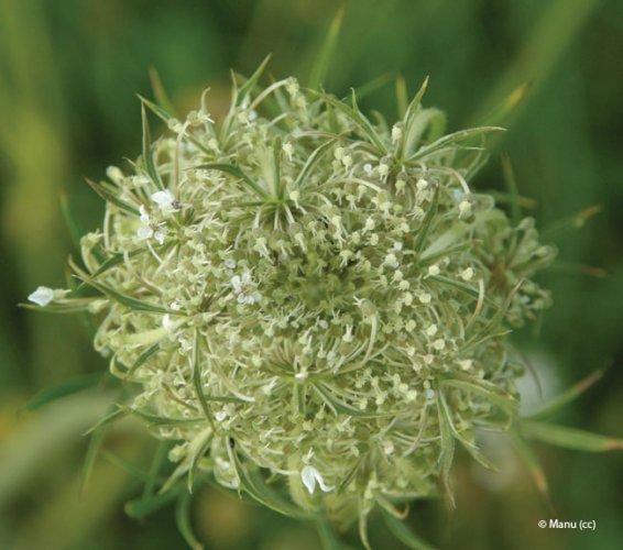 daucus carota