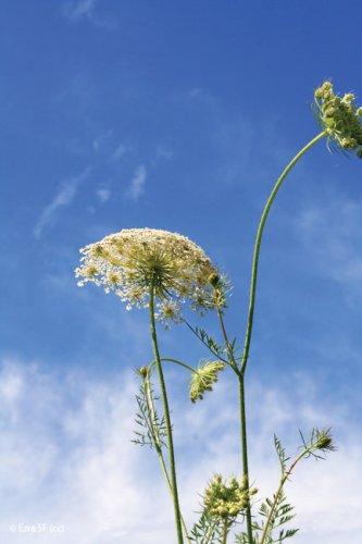 Daucus carota