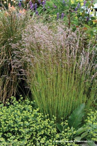 Deschampsia flexuosa