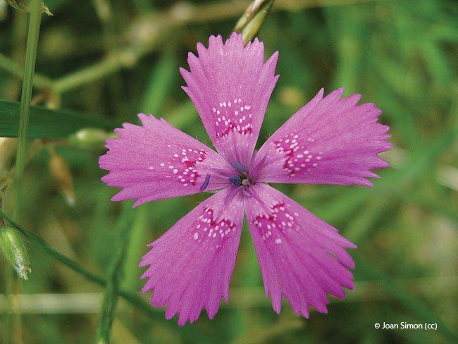 Dianthus deltoïdes