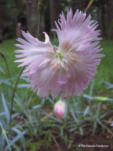 Dianthus gratianopolitanus