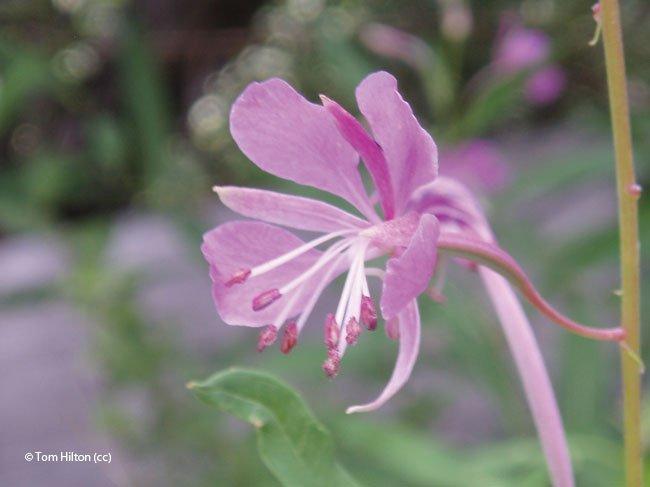 Epilobium angustifolium