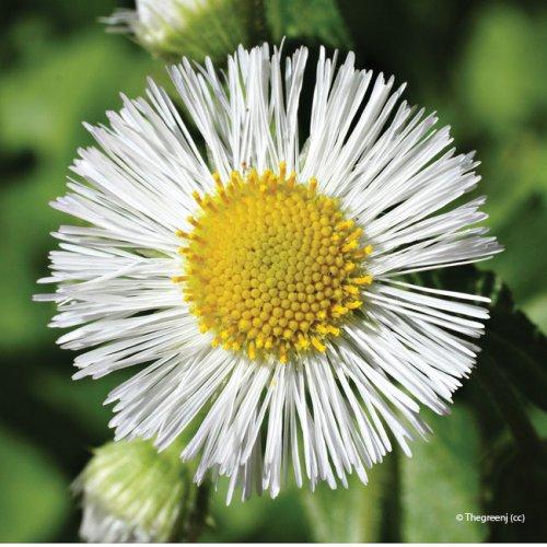 Erigeron annuus