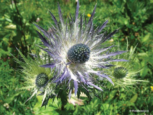Eryngium alpinum
