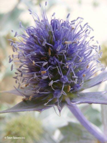Eryngium maritimum