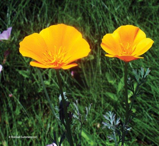 Escholzia californica