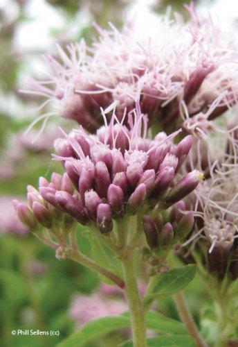 Eupatorium cannabinum