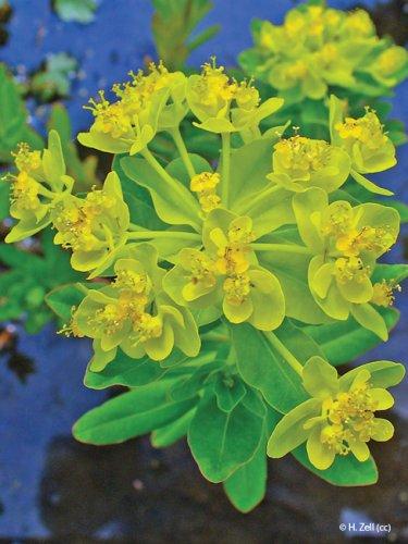 Euphorbia palustris