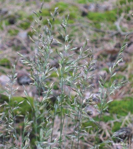 Festuca ovina