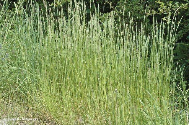 Festuca tenuifolia