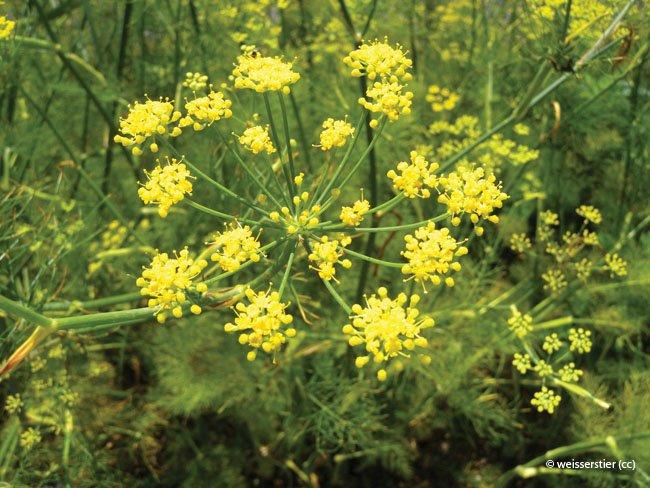 Foeniculum vulgare