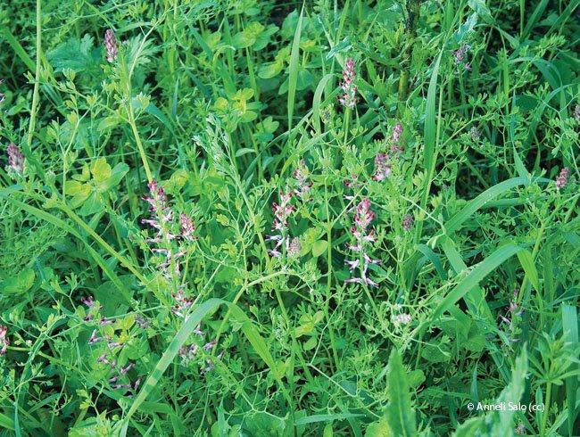 Fumaria officinalis