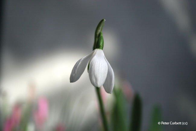 Galanthus elwesii