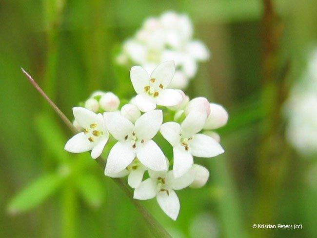 Galium palustre