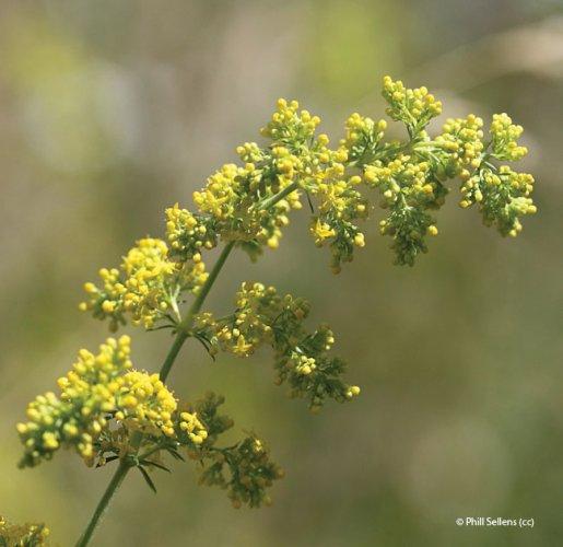 Galium verum