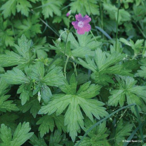 Geranium palustre