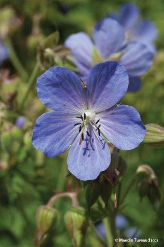 Geranium pratense