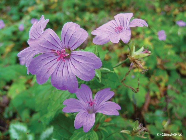 Geranium x magnificum