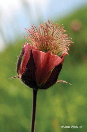 Geum rivale