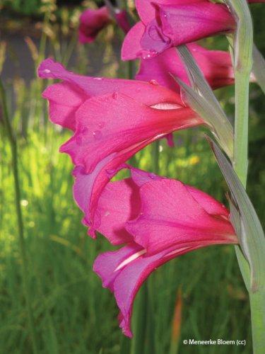 Gladiolus communis