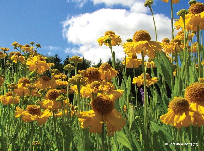 Helenium autumnale