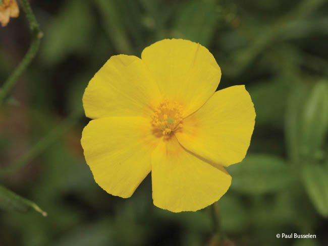 Helianthemum nummularium