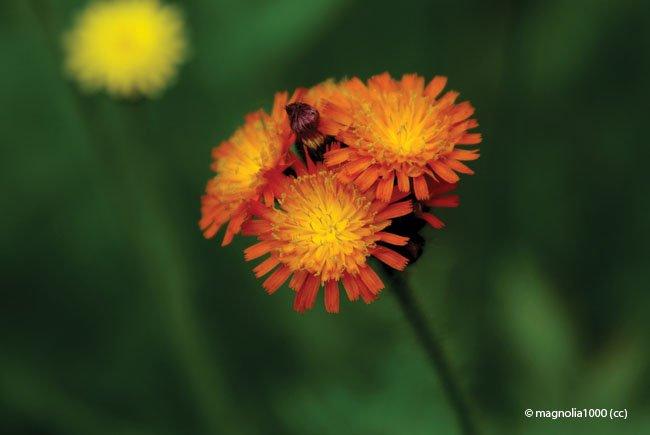 Hieracium aurantiacum