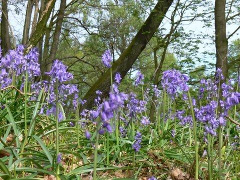 Hyacinthoïdes non-scripta, Scilla non-scripta